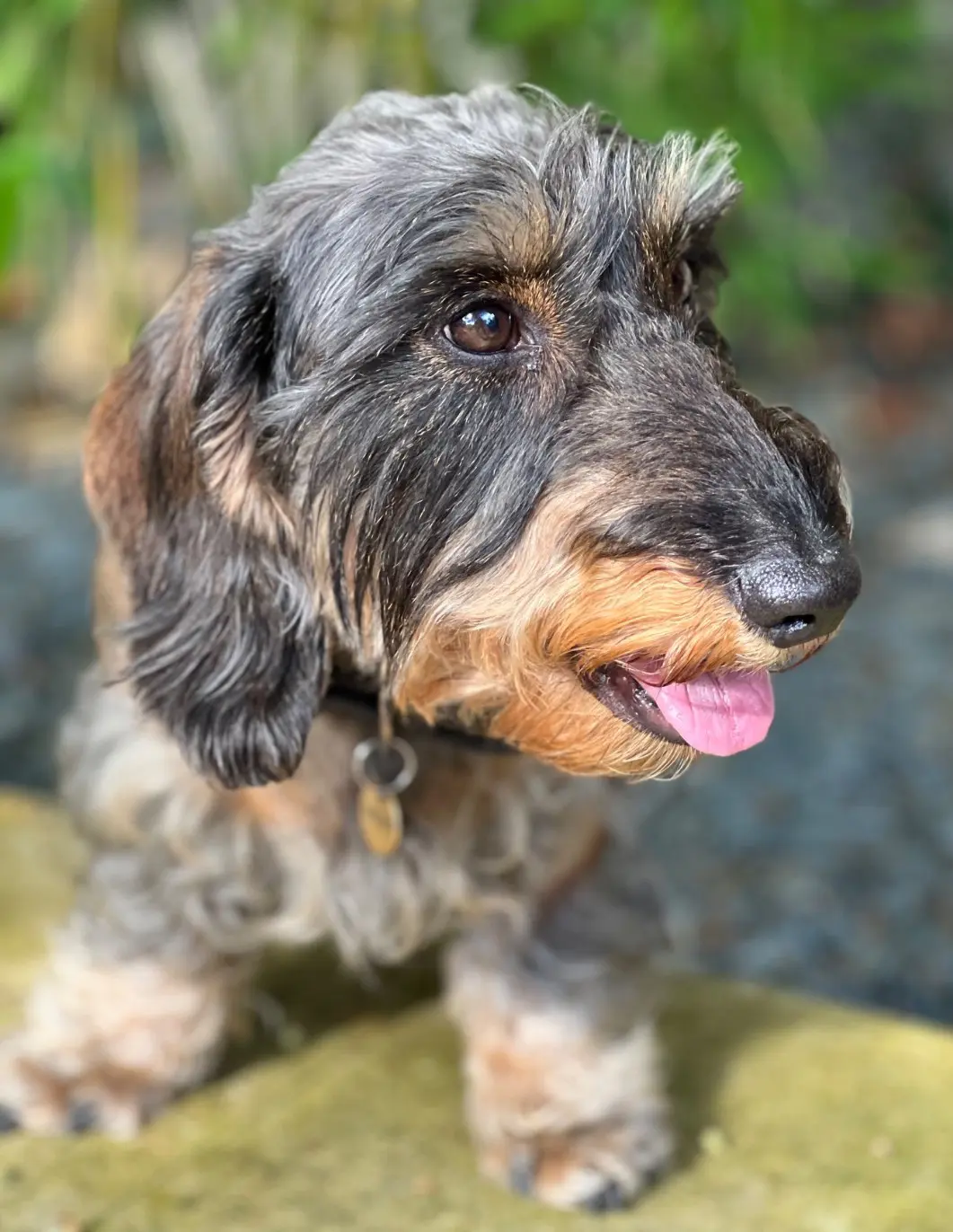 chien reunited   6924 Wellin Nelson