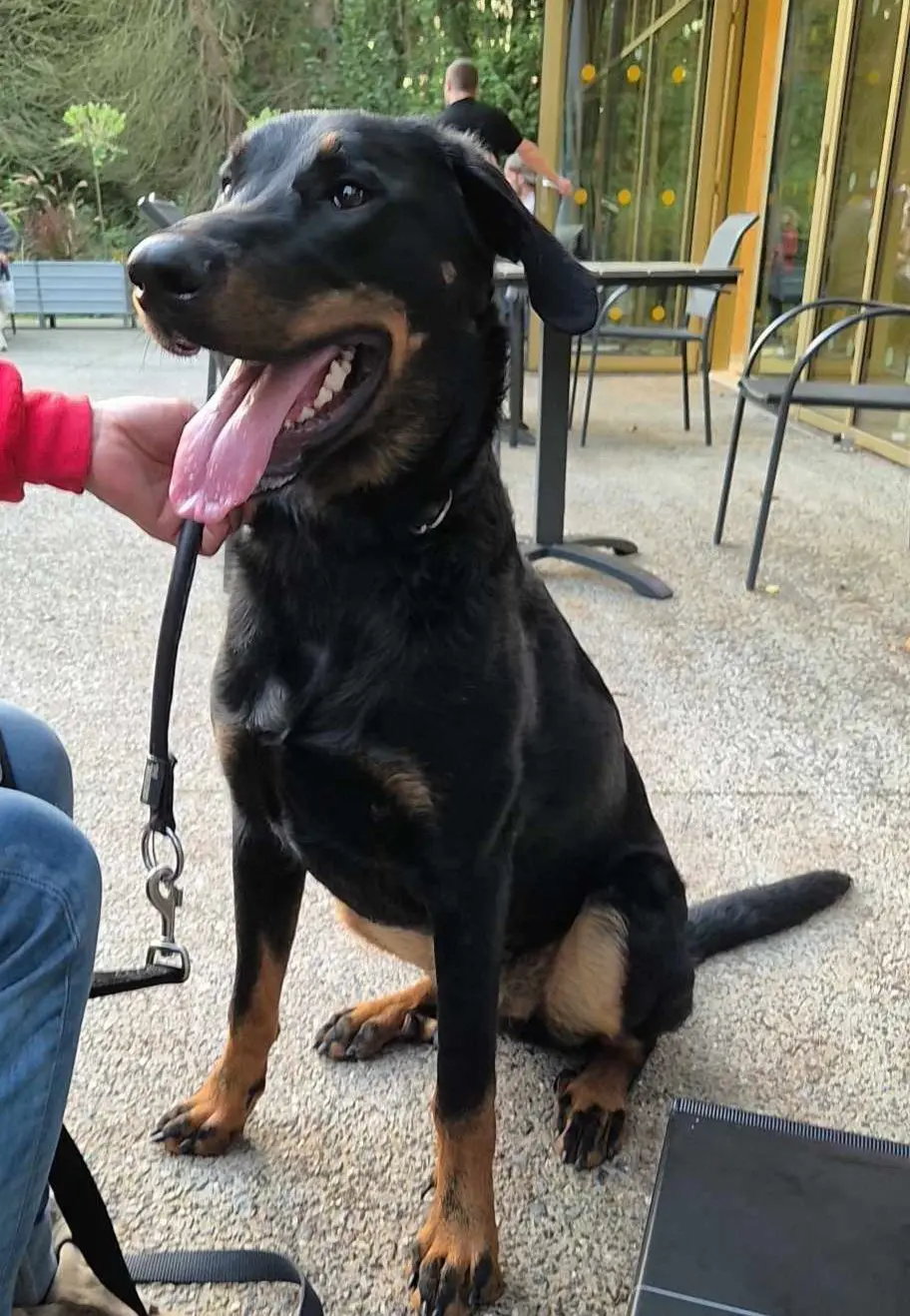 chien reunited   5070 Vitrival Raoul