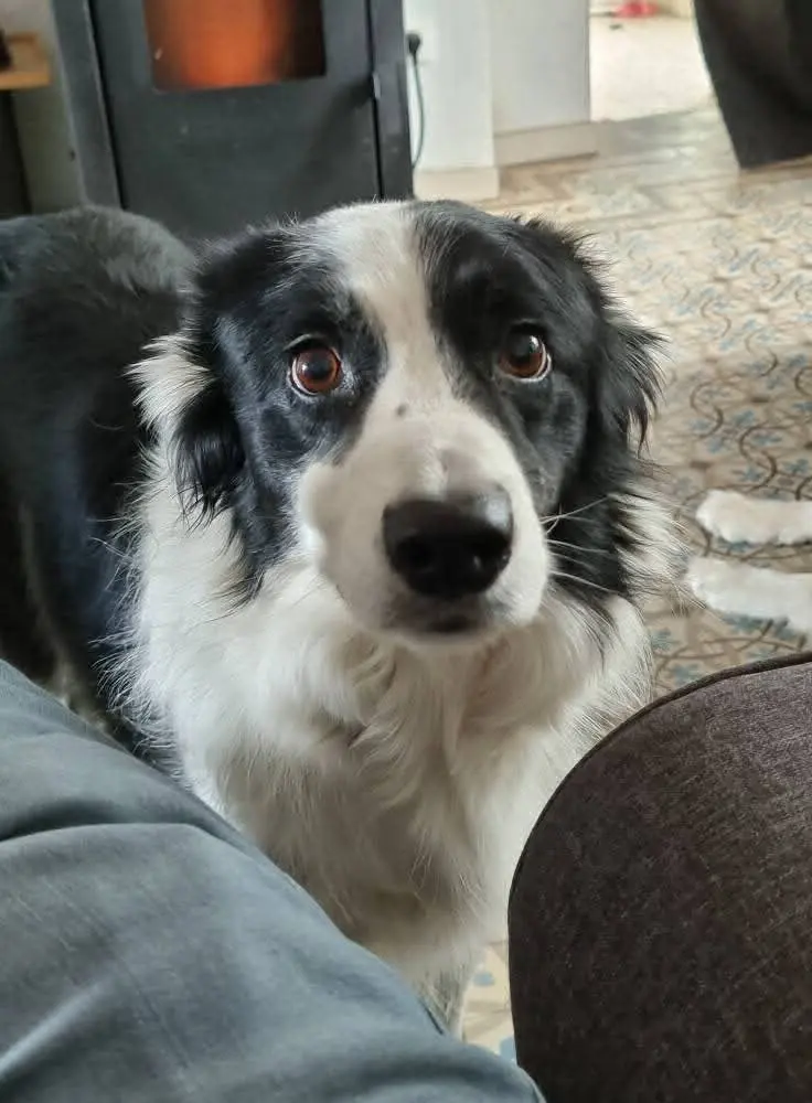 chien reunited    Matagne-la-Petite Oslo
