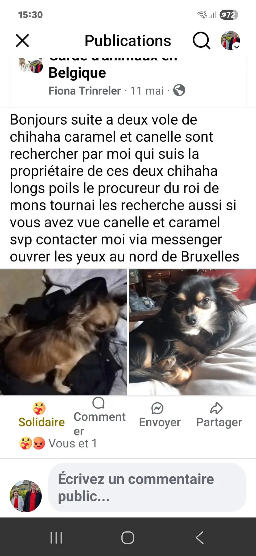 chienne lost    Bruxelles Canelle