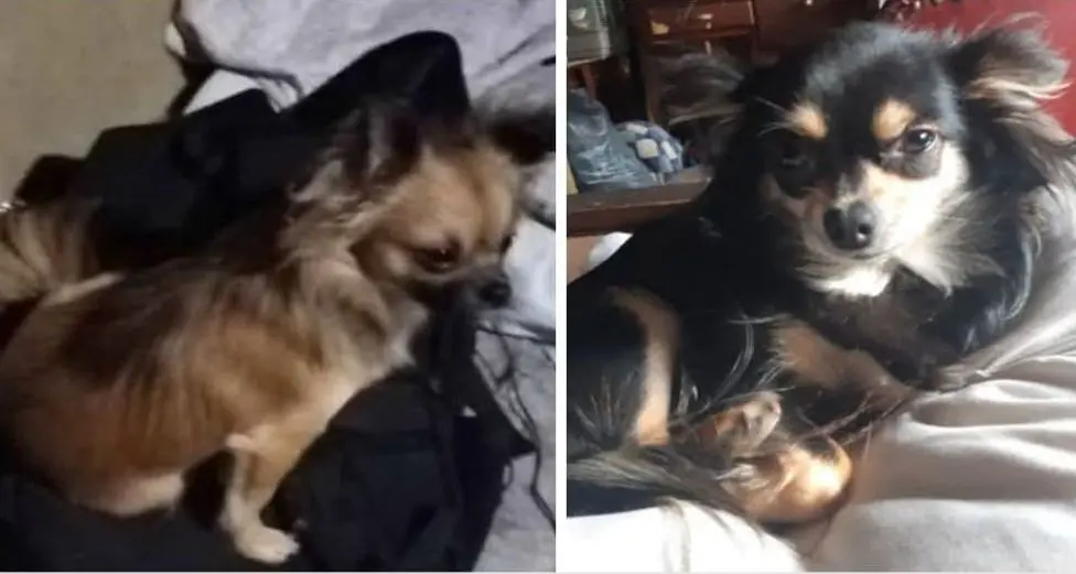 chienne lost    Bruxelles Caramel et canelle
