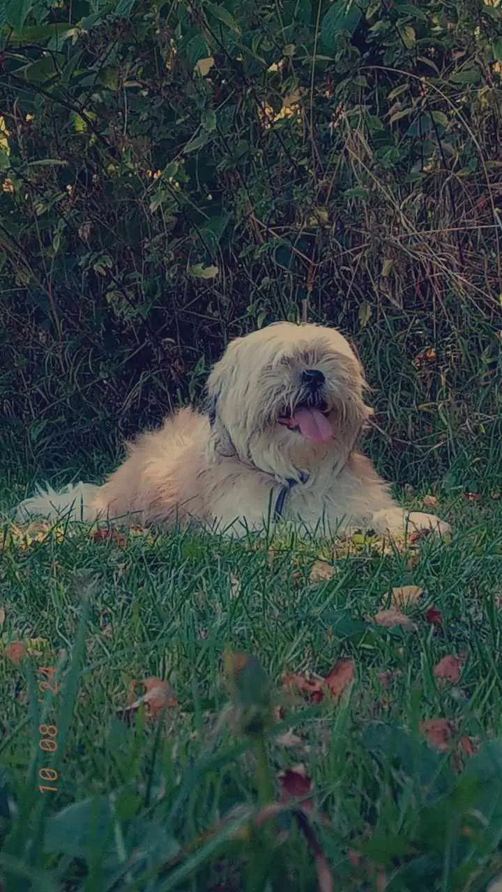 chienne lost   1060 Saint-Gilles Lucky
