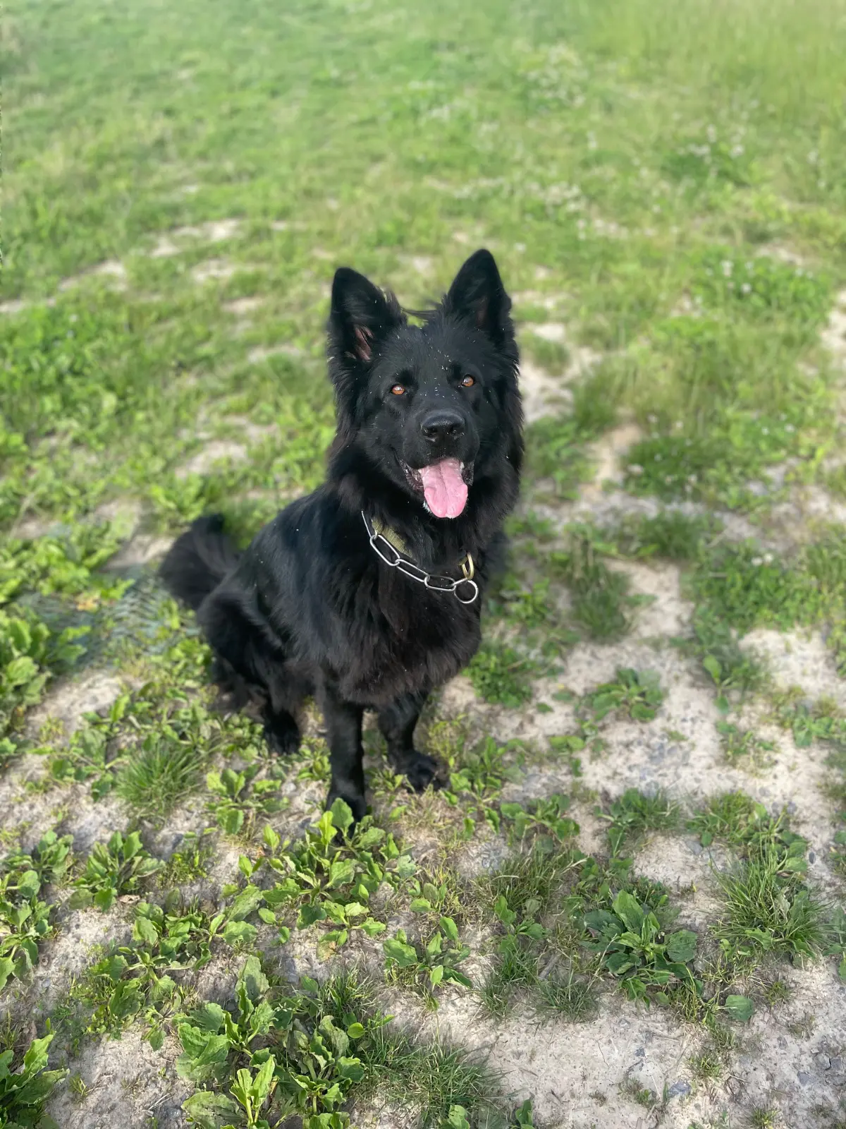 chienne lost   3090 Overijse Fuji