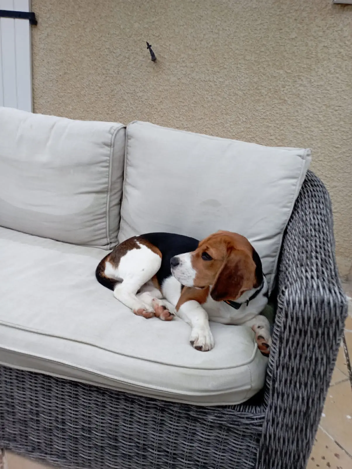 chienne lost   1932 Zaventem Xinta