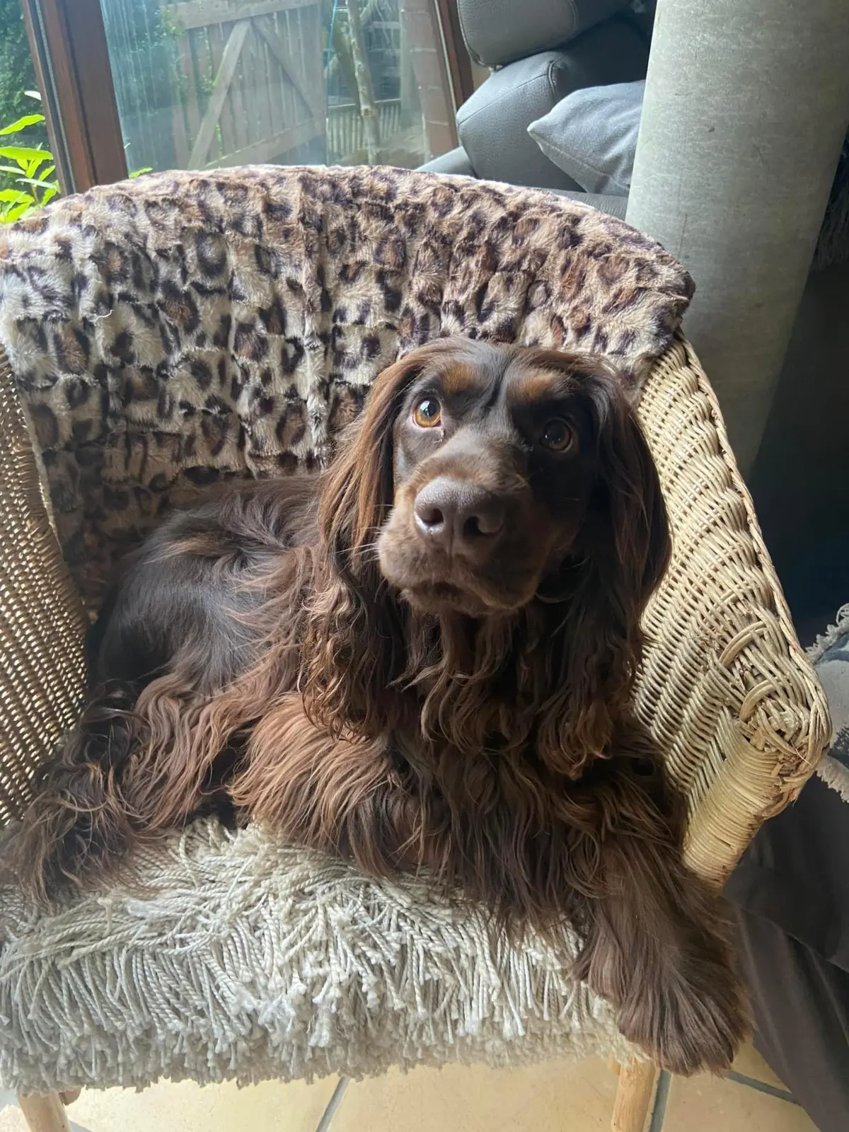 chienne lost  Dumontlaan 3870 Horpmaal Bloom