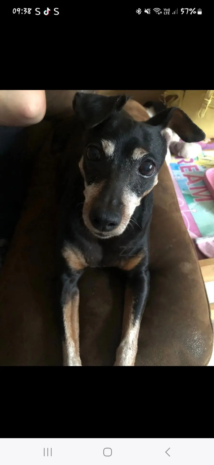 chienne lost    Frères Maya
