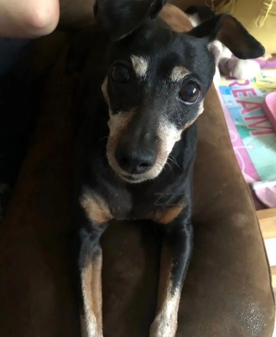 chienne lost    Frères Maya