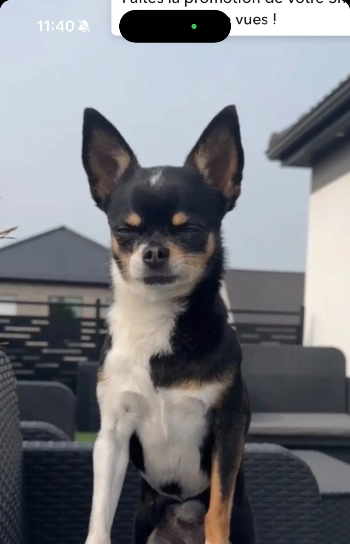 chienne lost  Steenweg Astene 9810 Astene Phibie
