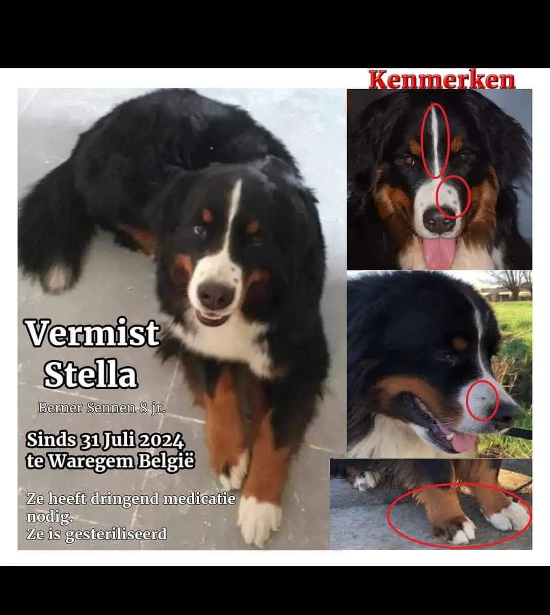 chienne lost  E17 8790 Waregem Stella