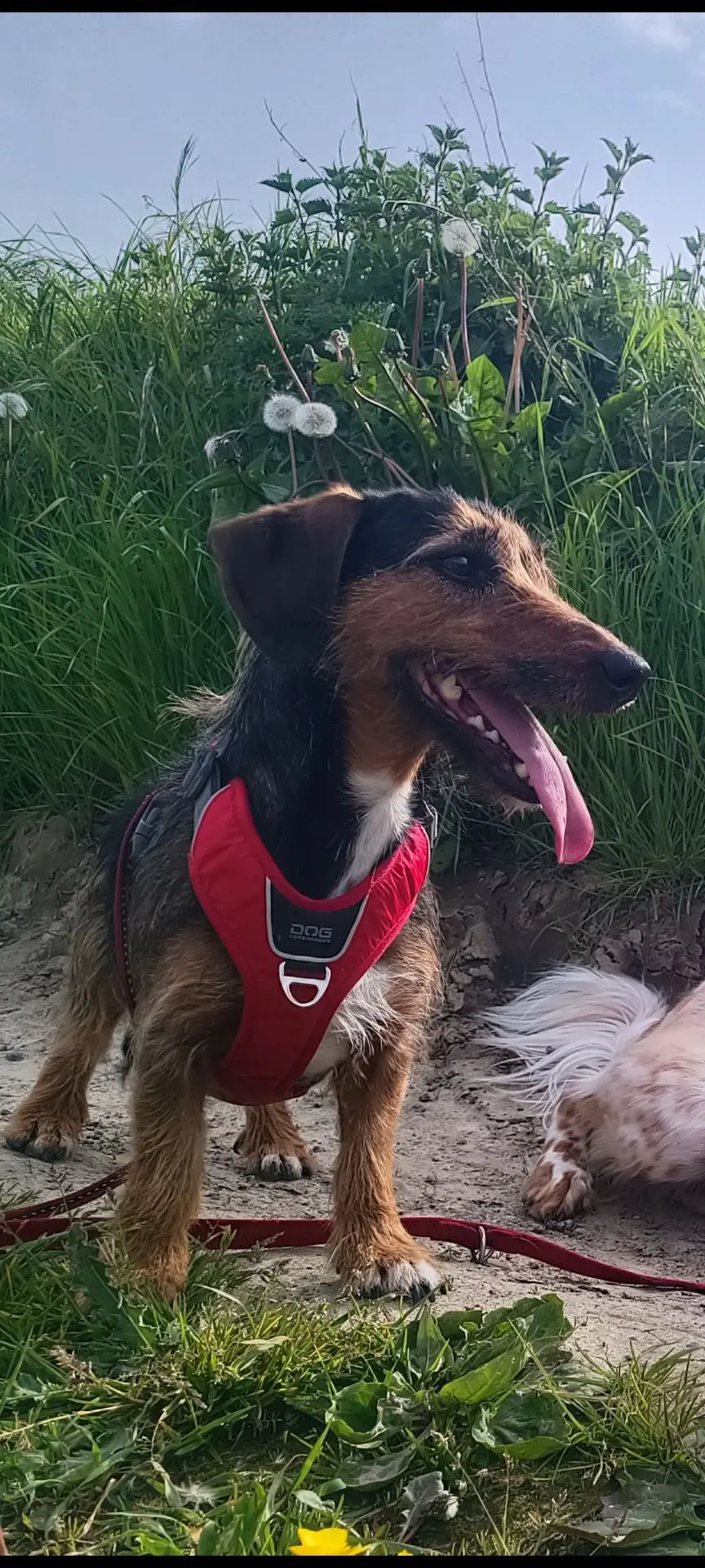 chienne lost    Jodoigne Noodle