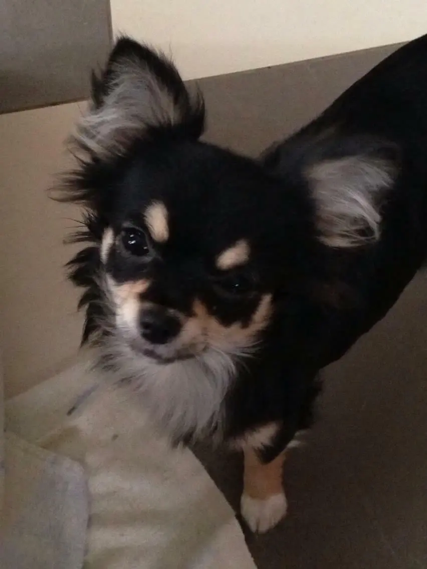 chienne lost    Lessines Isis