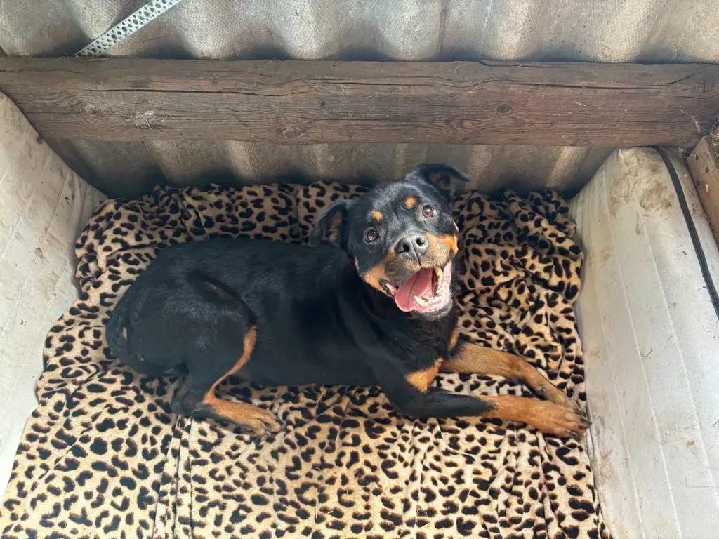 chienne lost    Houtaing Roxane