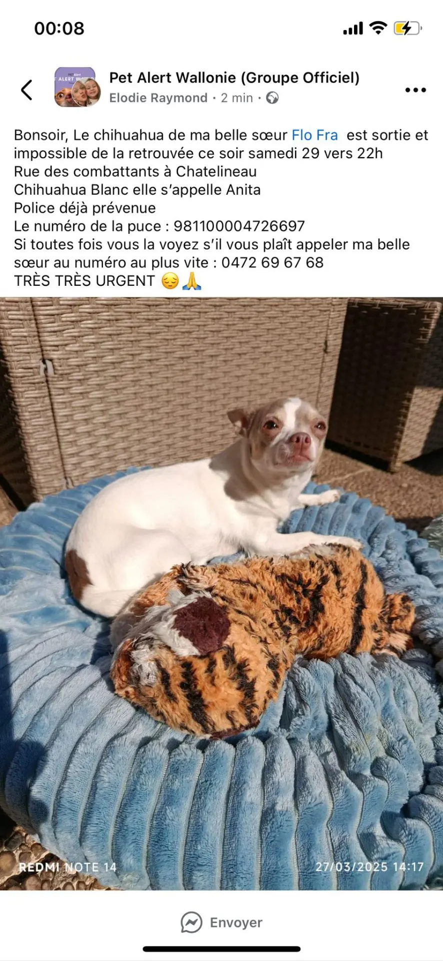 chienne lost   6200 Châtelineau Anita