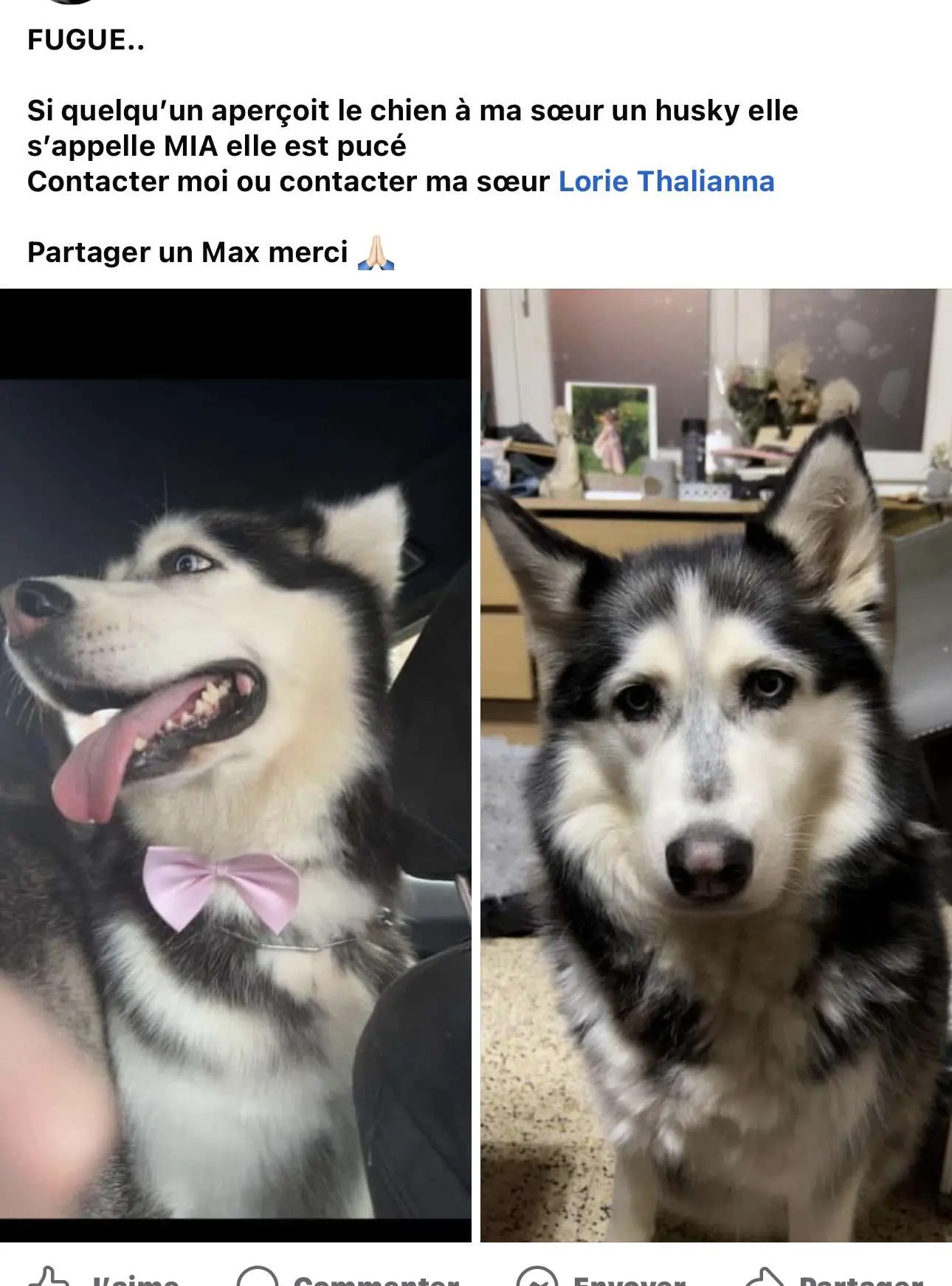 chienne lost   6040 Jumet Mia