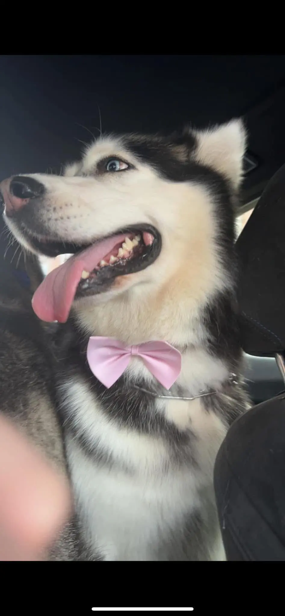 chienne lost   6040 Jumet Mia