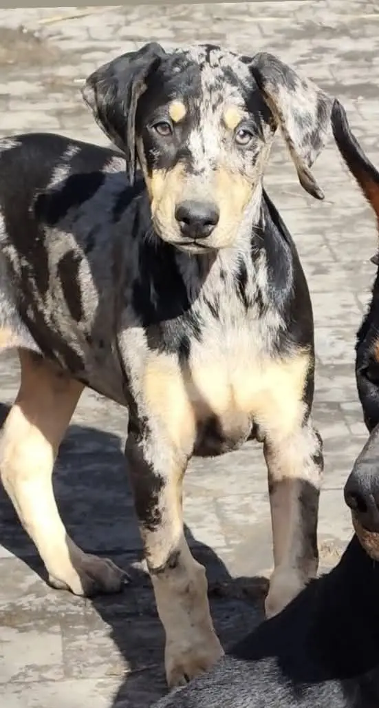 chienne lost   6040 Jumet Texas