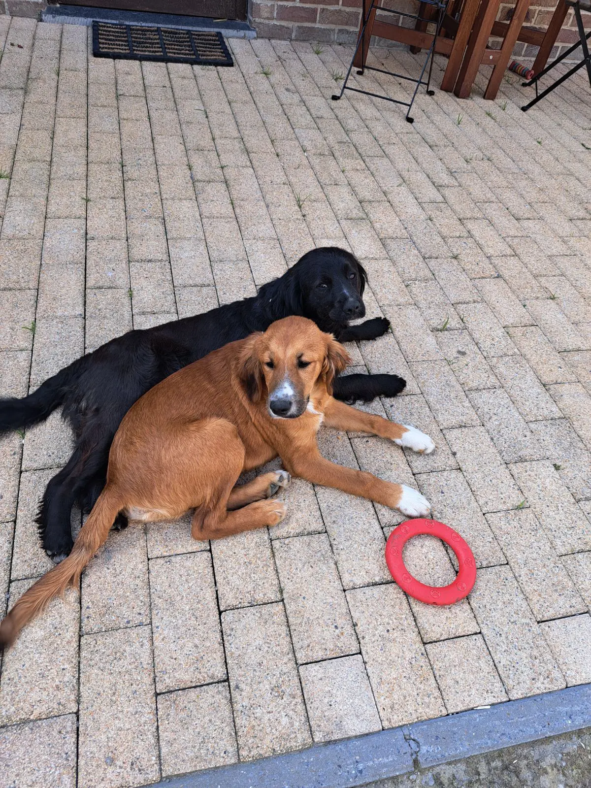 chienne lost  Rue de la Station 6181 Gouy-lez-Piéton Hector et bella