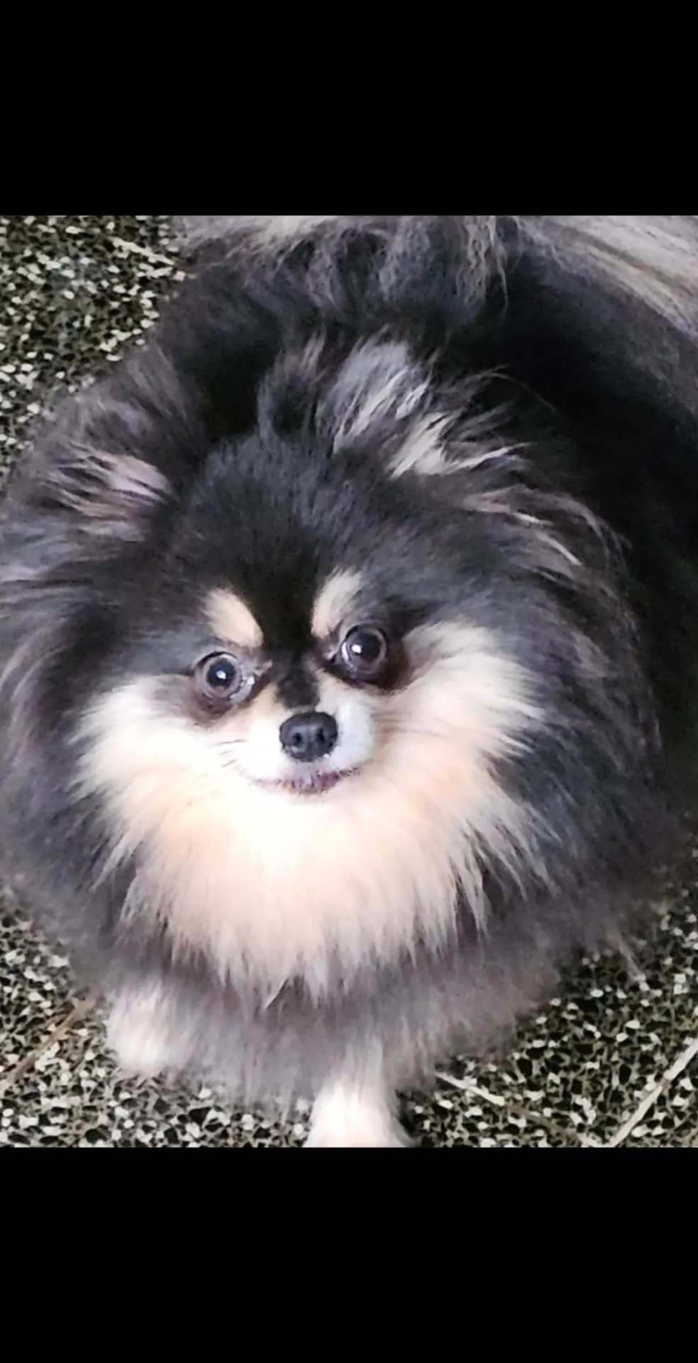 chienne lost   6240  Marichka