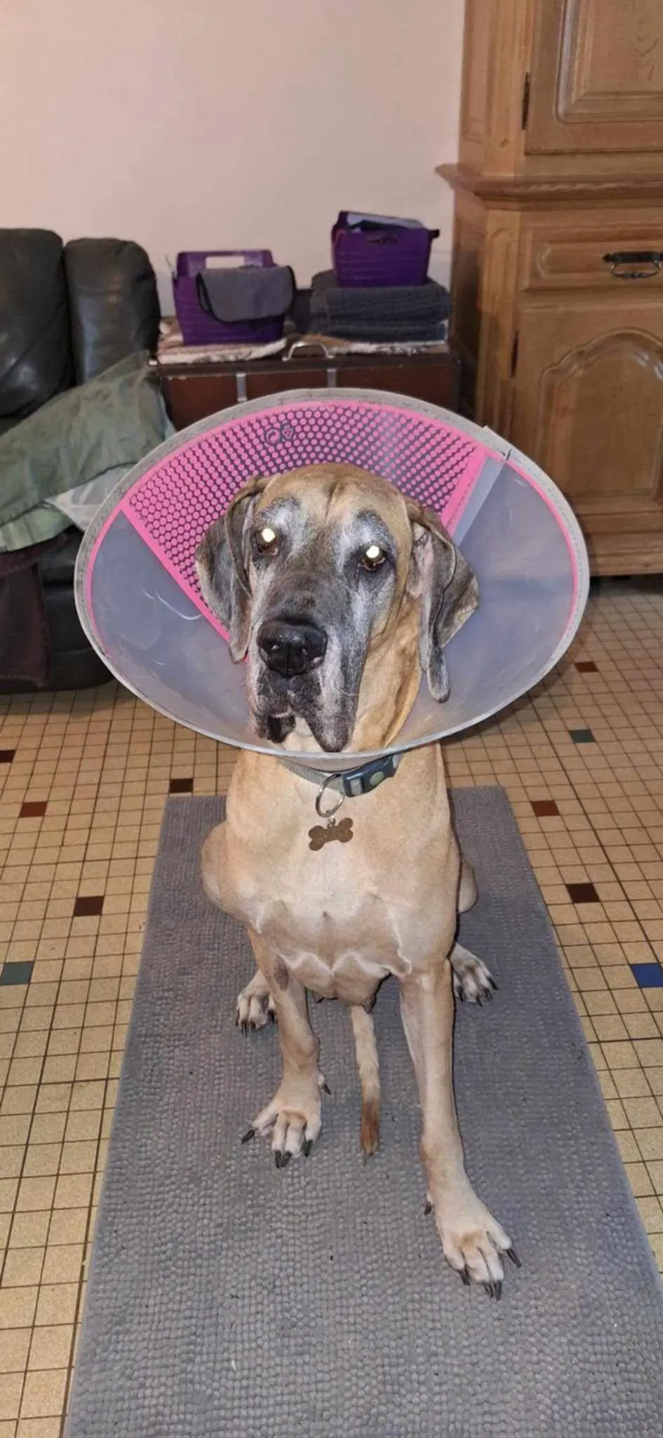 chienne lost   6230 Viesville Quendra