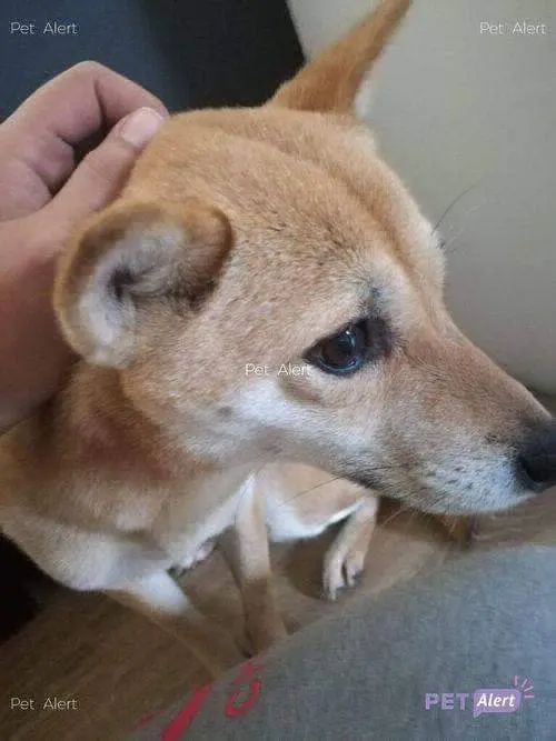 chienne lost   6141 Fontaine-l'Évêque Shiba