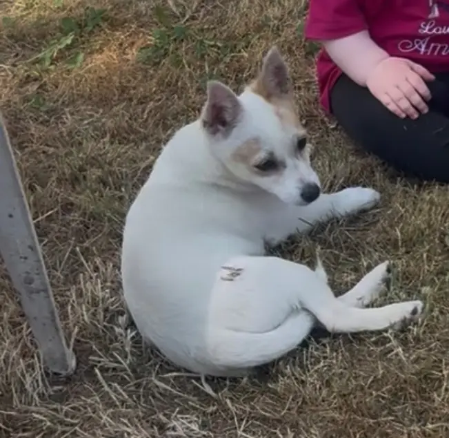 chienne lost   6141 Fontaine-l'Évêque Stella