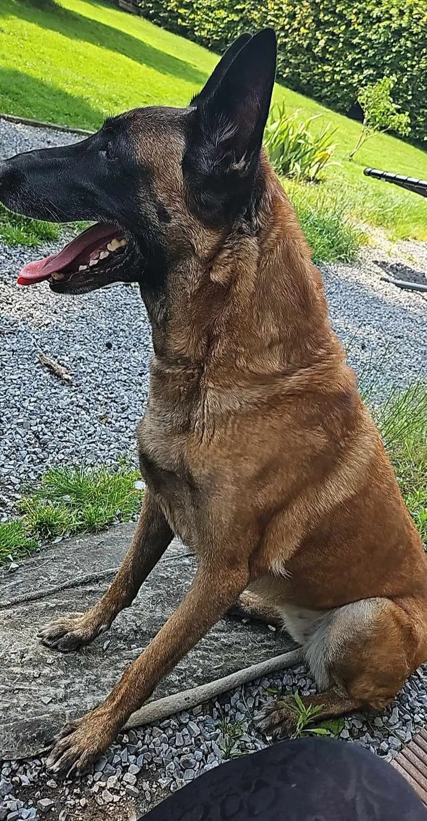chienne lost    Fontaine-l'Évêque Xena