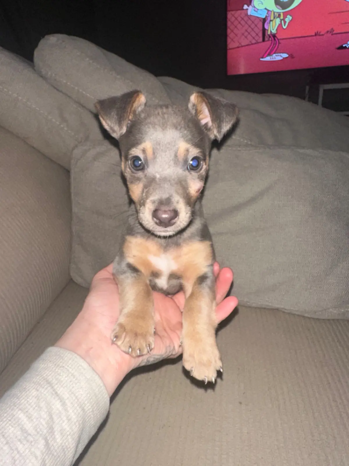 chienne lost  Rue du Trichon 7141 Morlanwelz Blueys
