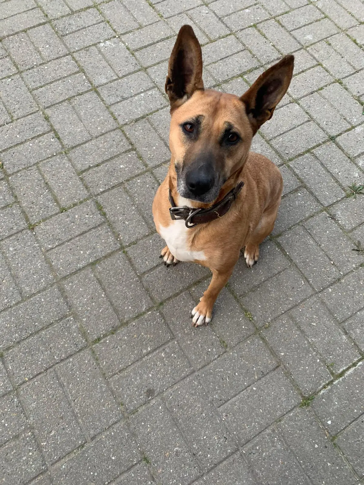 chienne lost   7100 La Louvière Daisy