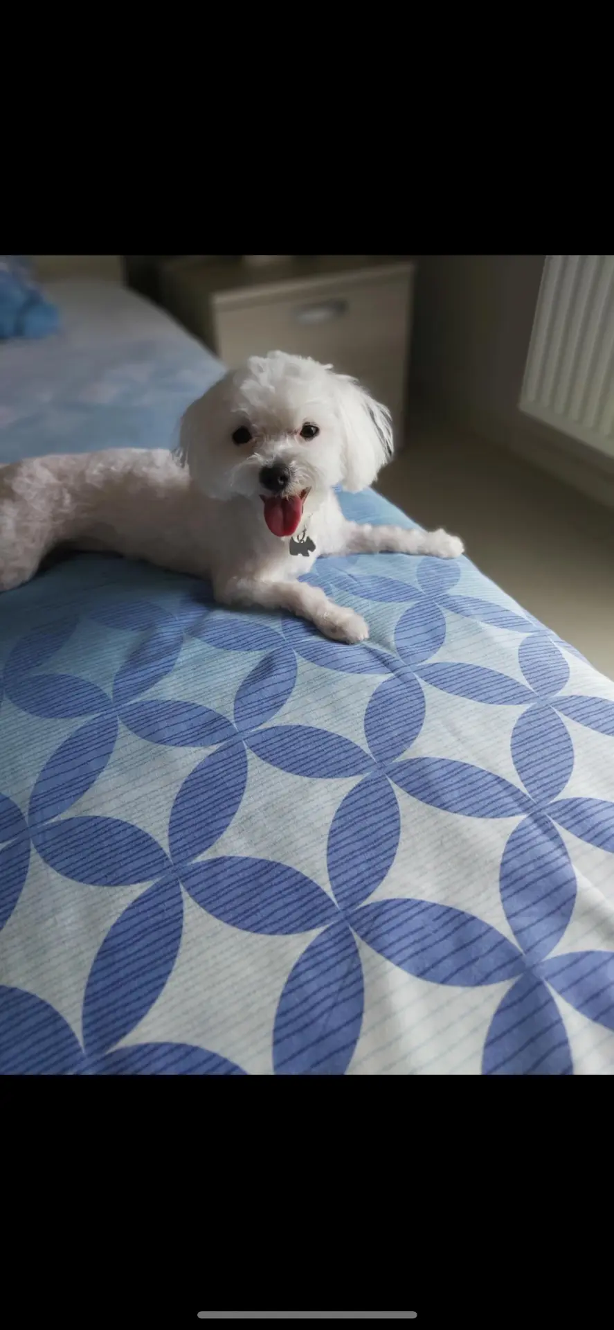 chienne lost   7100 La Louvière Mya