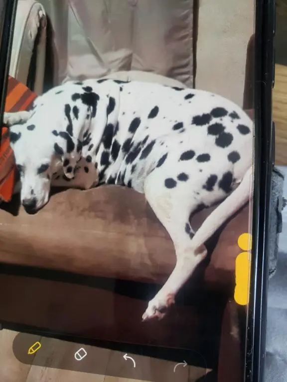 chienne lost  Rue du Trichon 7141 Morlanwelz Ydille