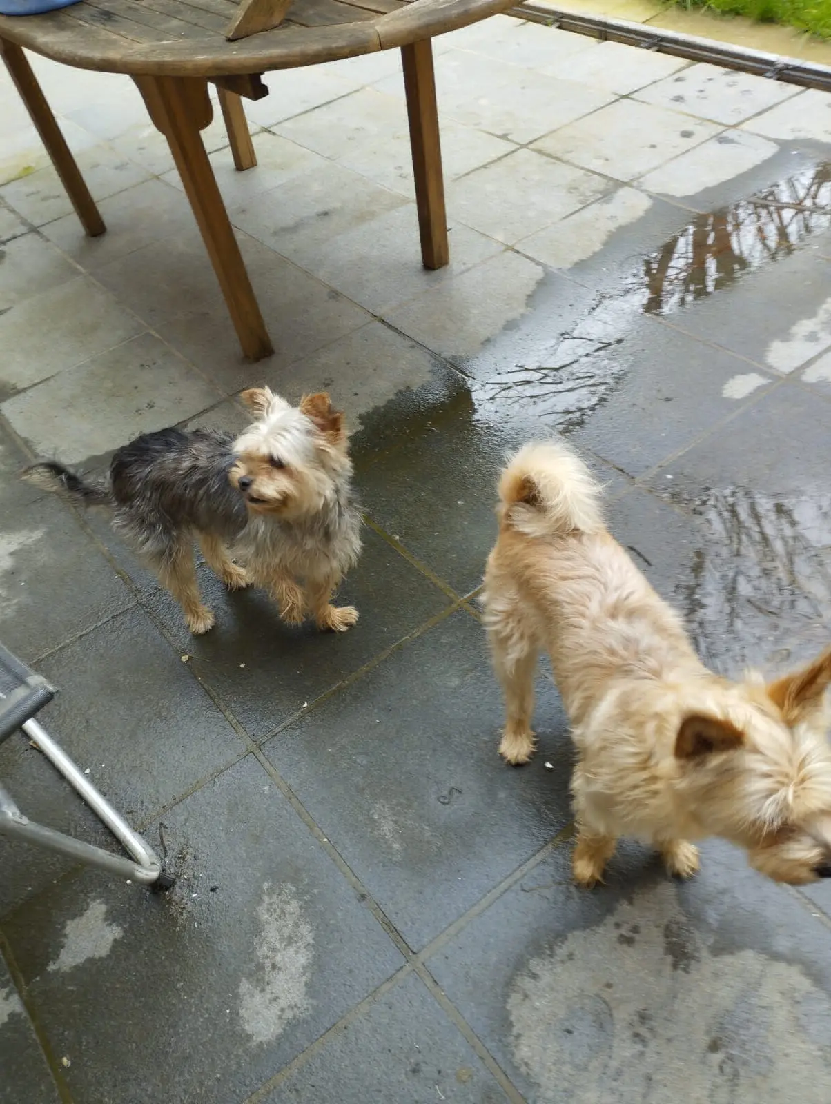 chienne lost   7080 Frameries Ruby