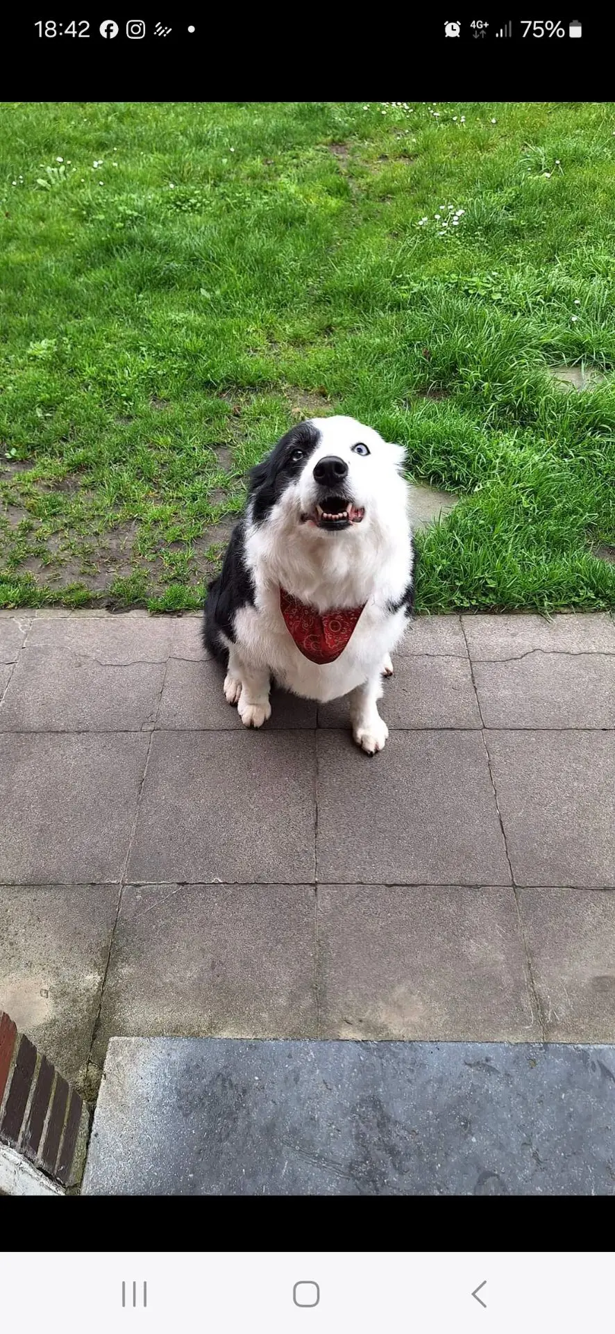 chienne lost   7301 Hornu Saskia