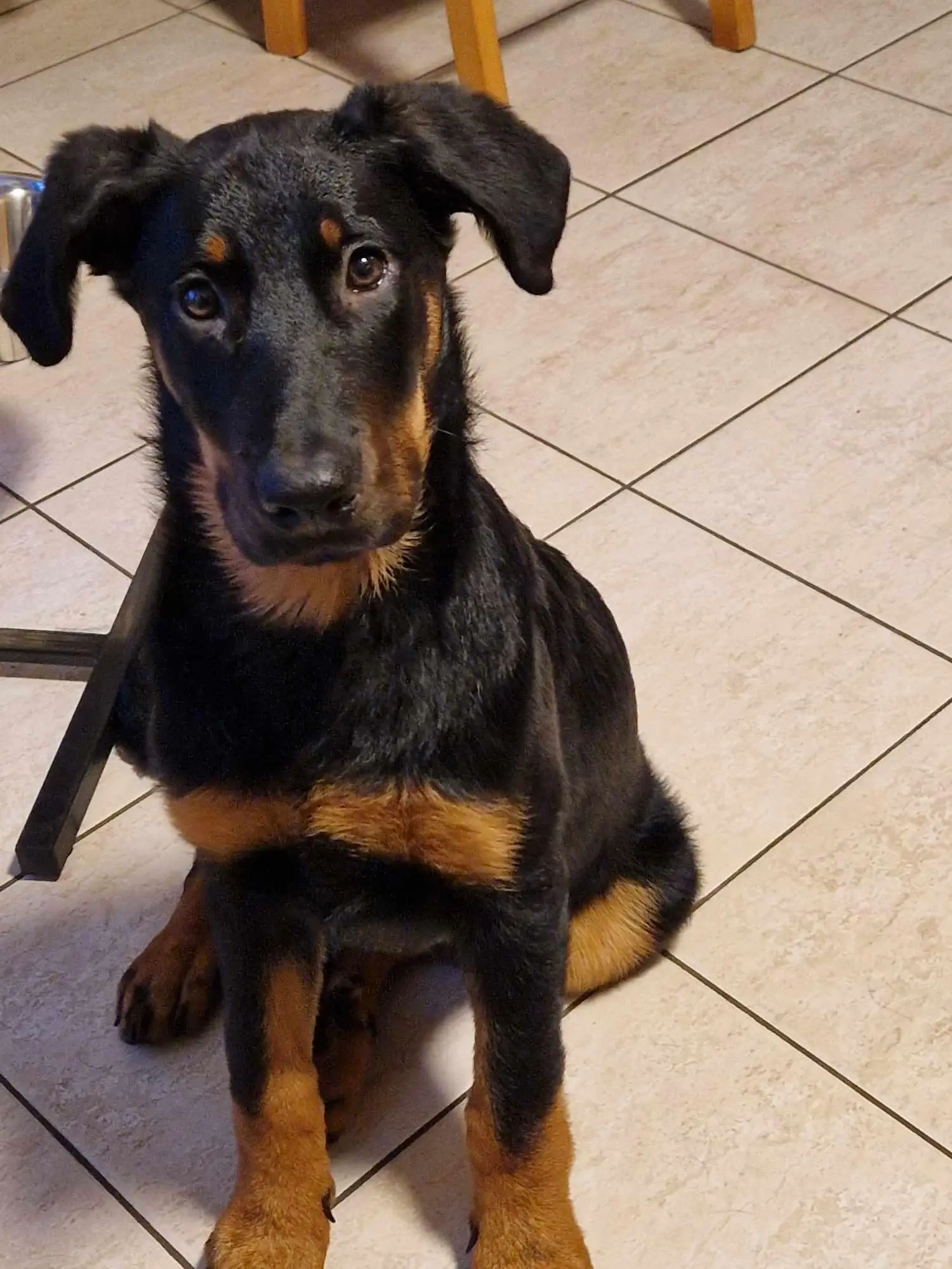 chienne lost   7333 Tertre Walye