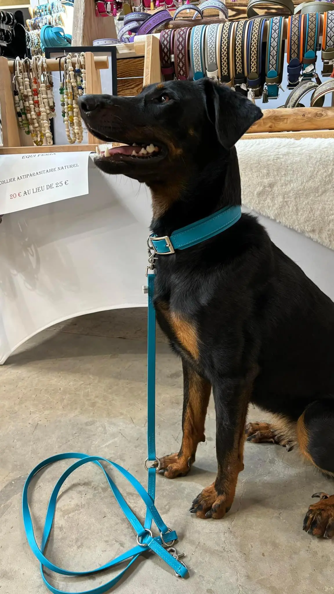 chienne lost   7061 Thieusies Aayla