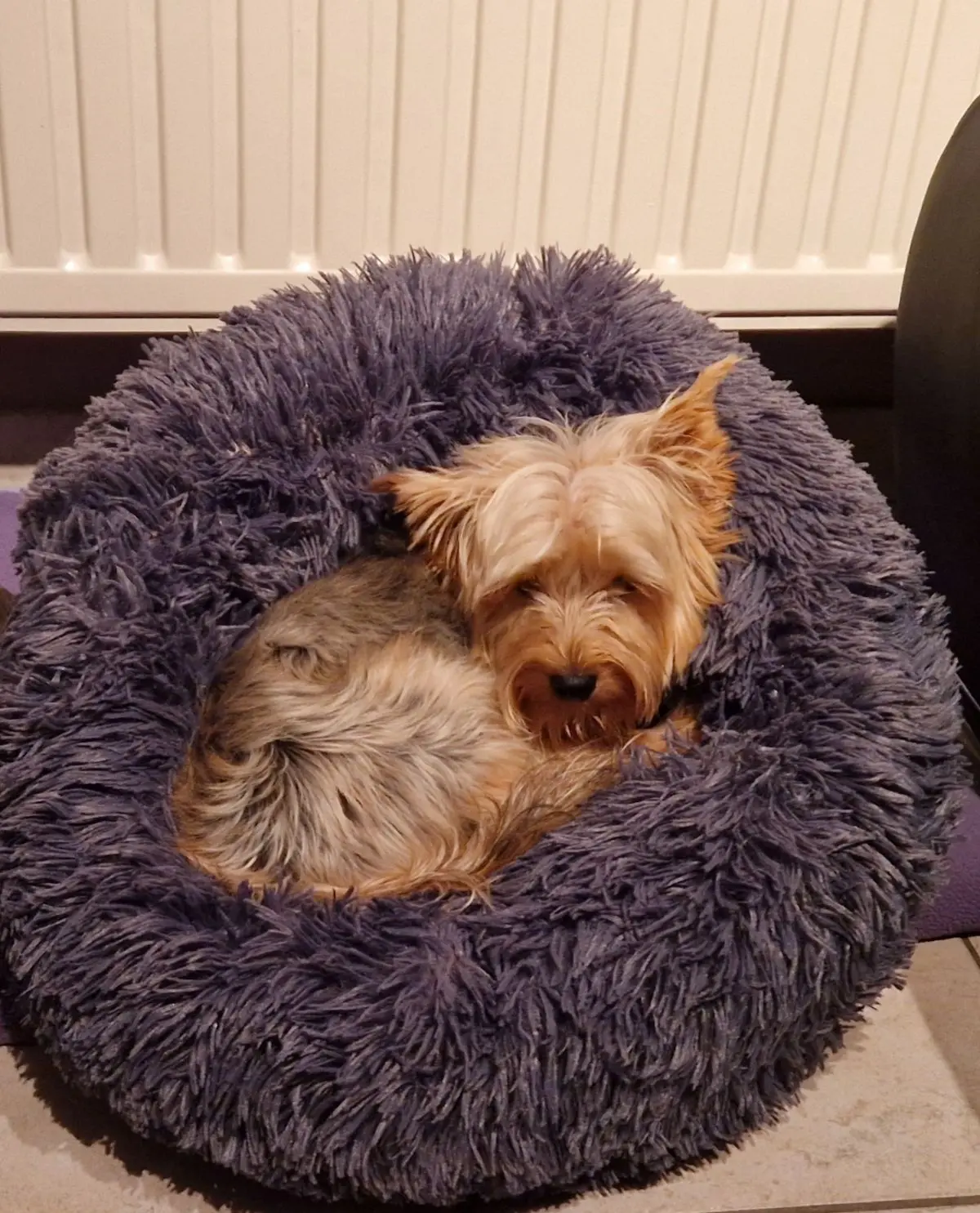 chienne lost   7170 Manage Fiona