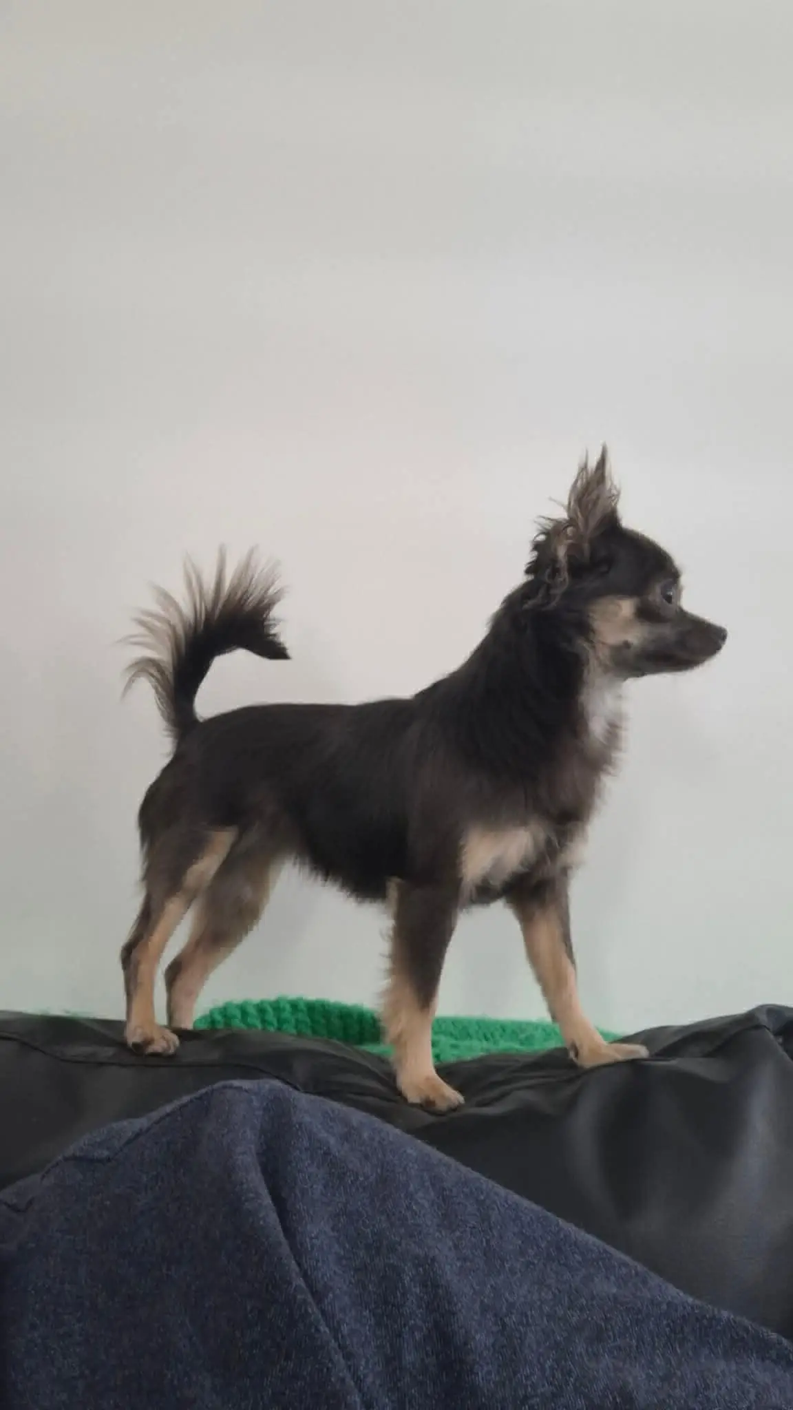 chienne lost   7170 Manage Minnie