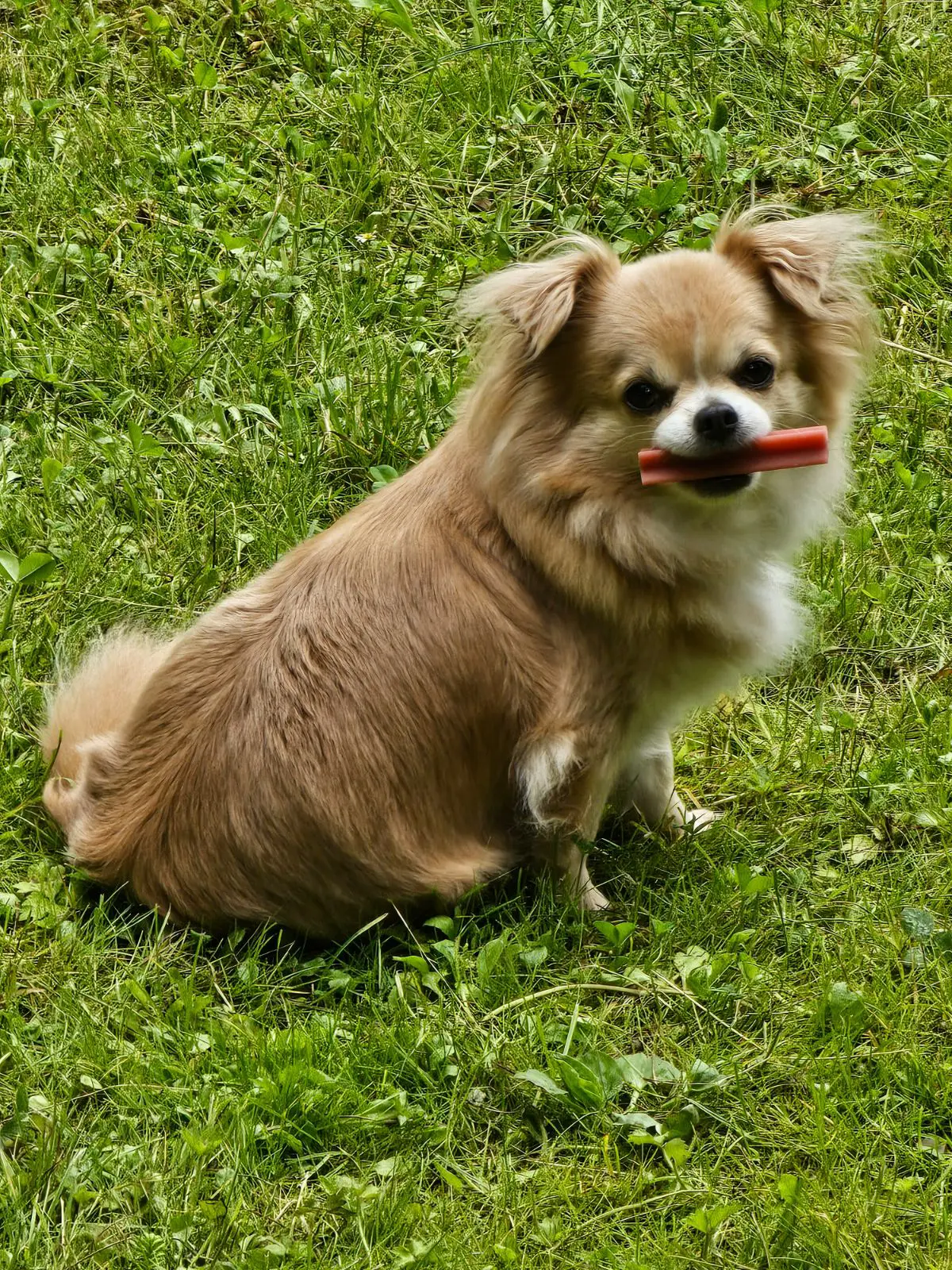 chienne lost   6120  Prunelle