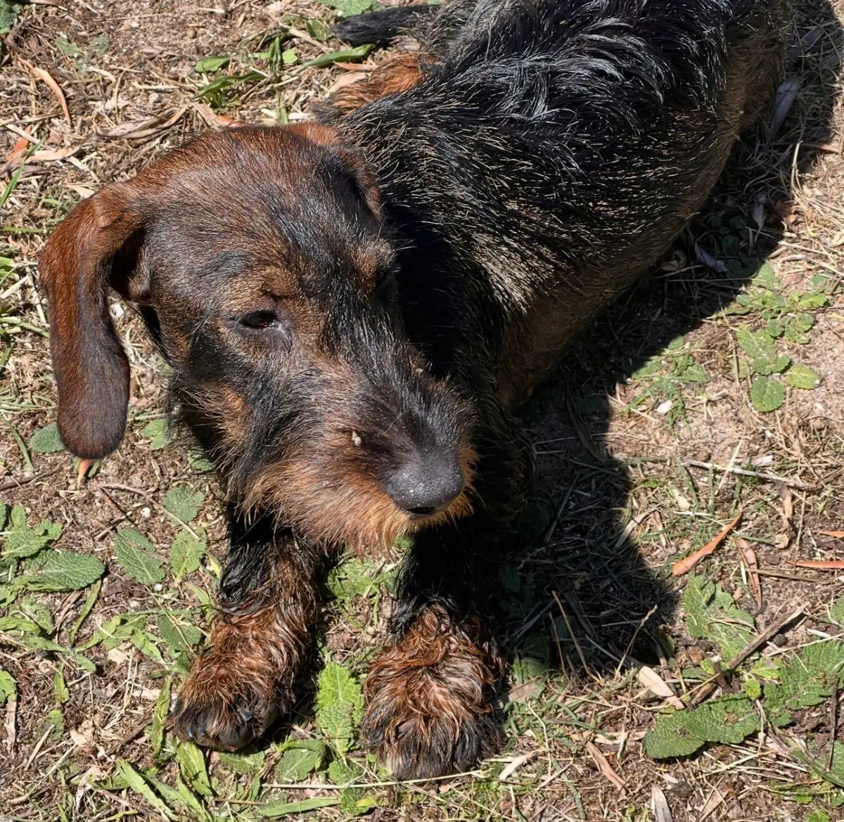 chienne lost   6464 Rièzes Thea