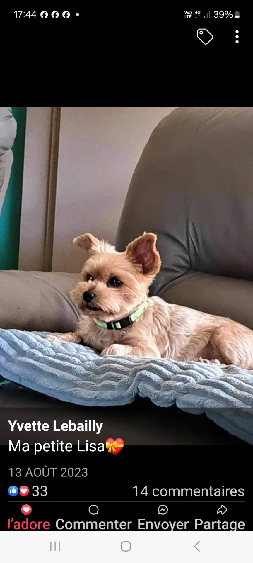 chienne lost     Lisa