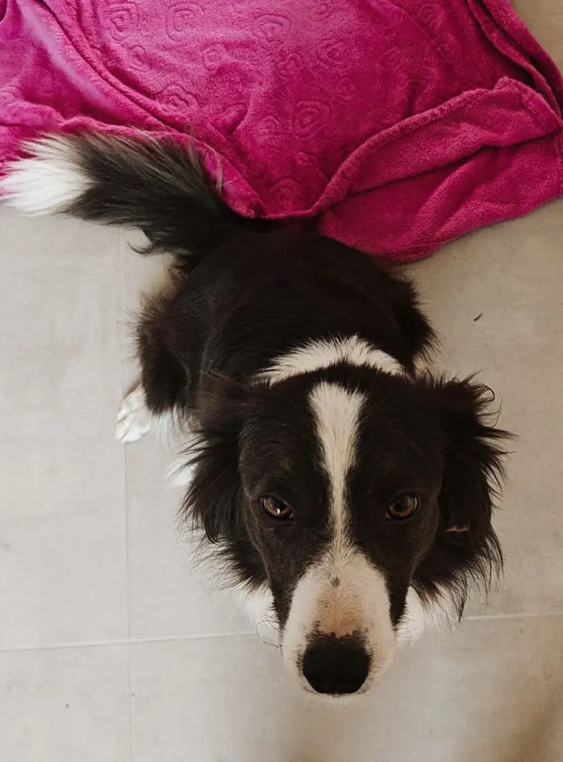 chienne lost    Anserœul Shadow