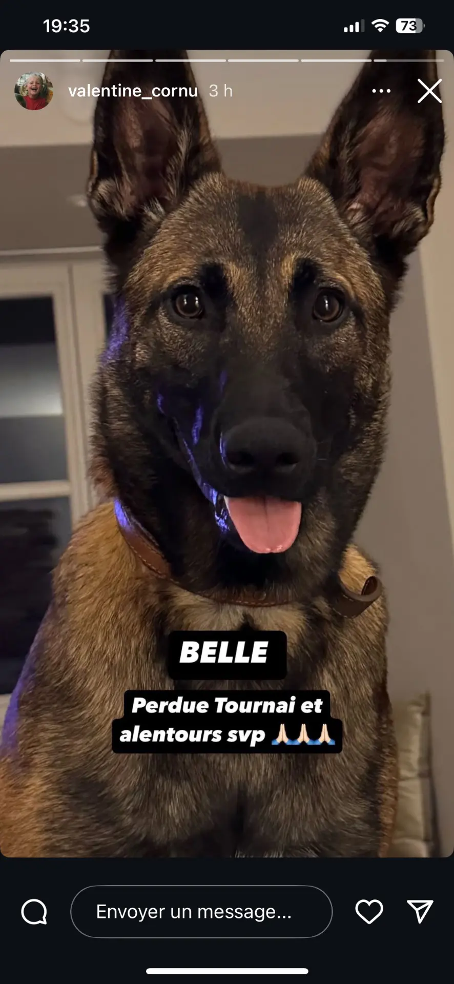 chienne lost    Tournai Belle