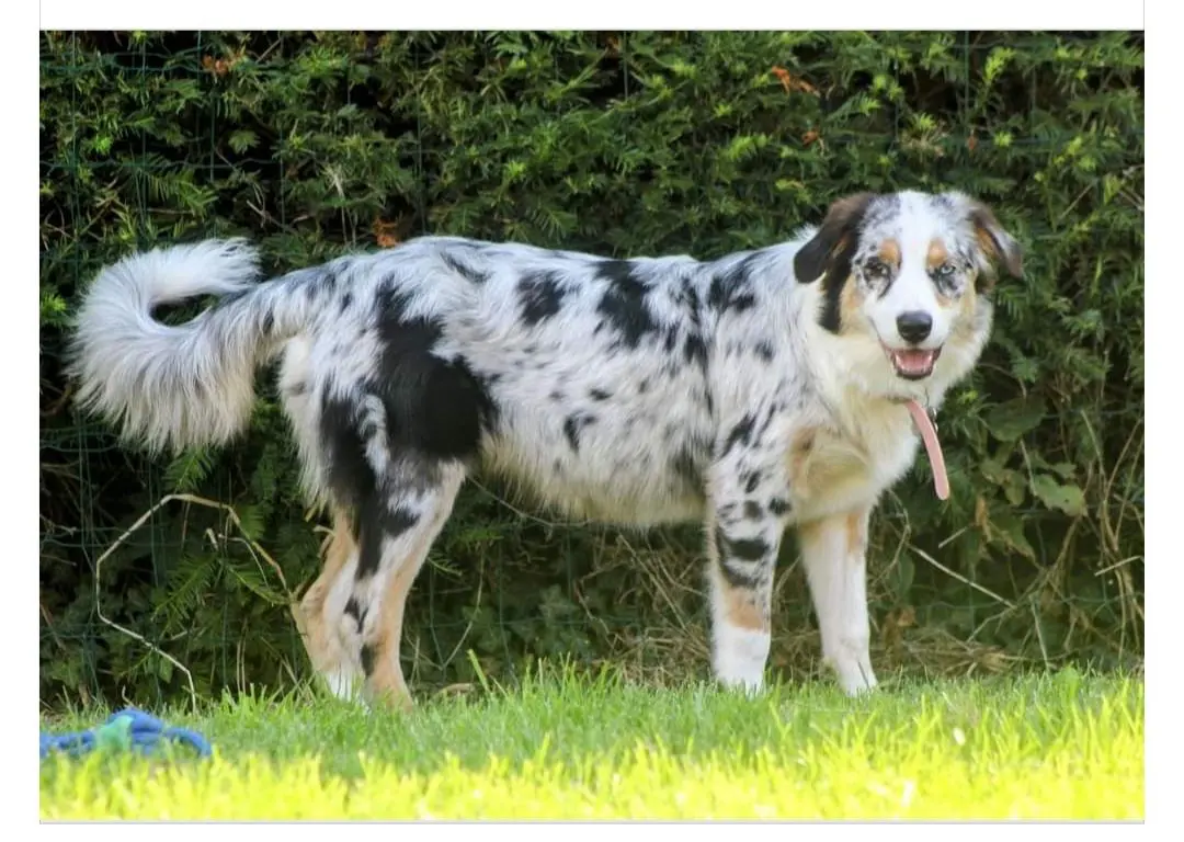 chienne lost   7532 Tournai Blue