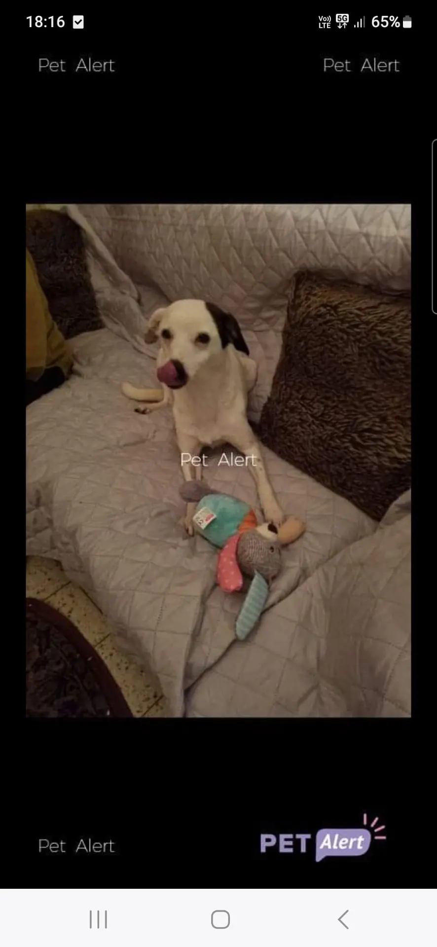 chienne lost   7548 Tournai Emma