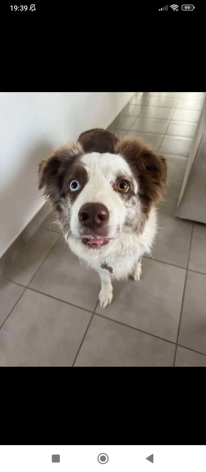 chienne lost    Tournai Zora