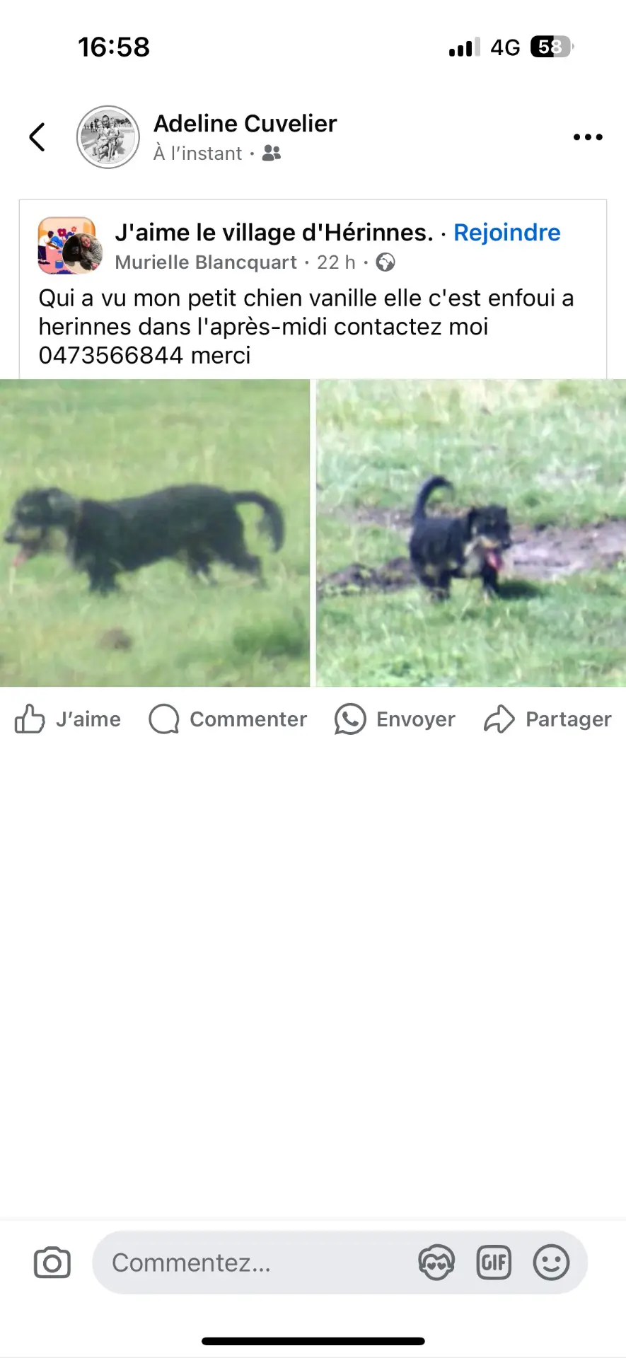 chienne lost    Hérinnes Vanille