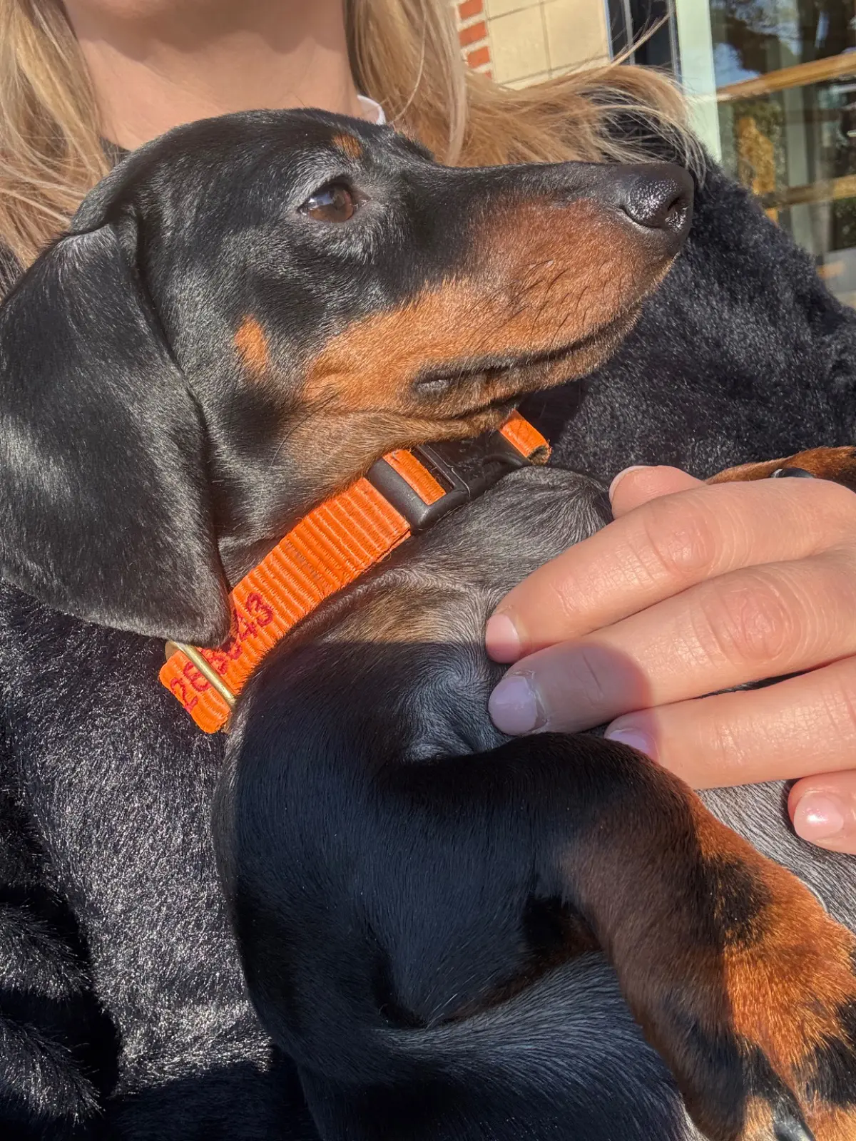 chienne lost    Pottes Wilma