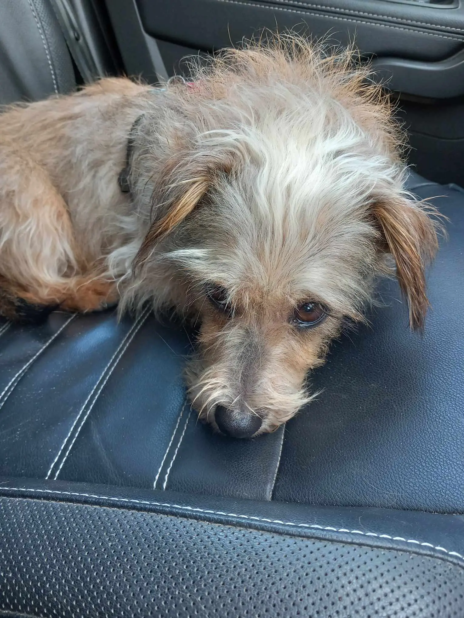 chienne lost   4560 Ocquier Philae