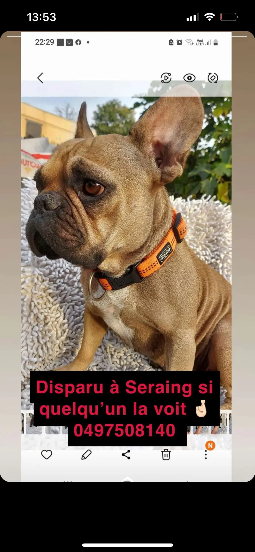 chienne lost   4100 Seraing Maya