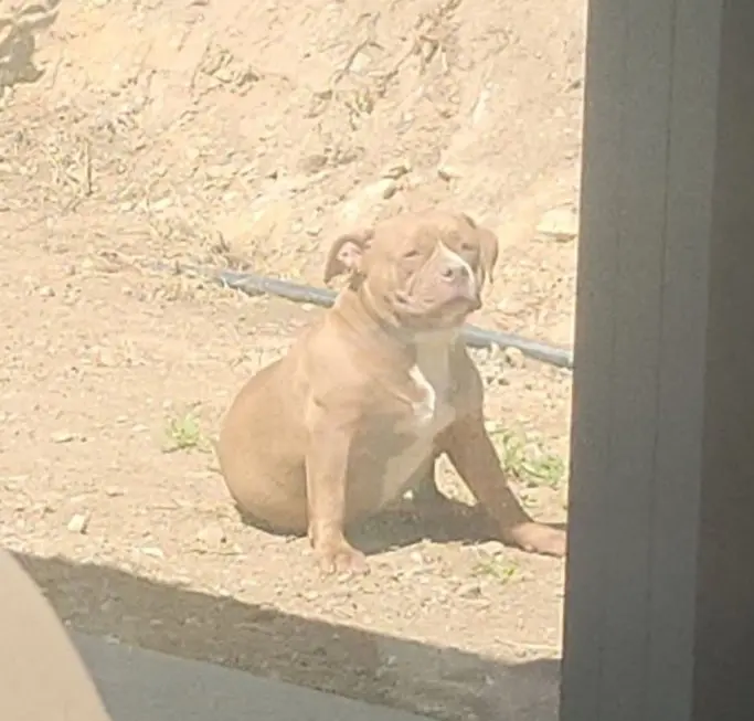 chienne lost   4460 Grâce-Hollogne Nala
