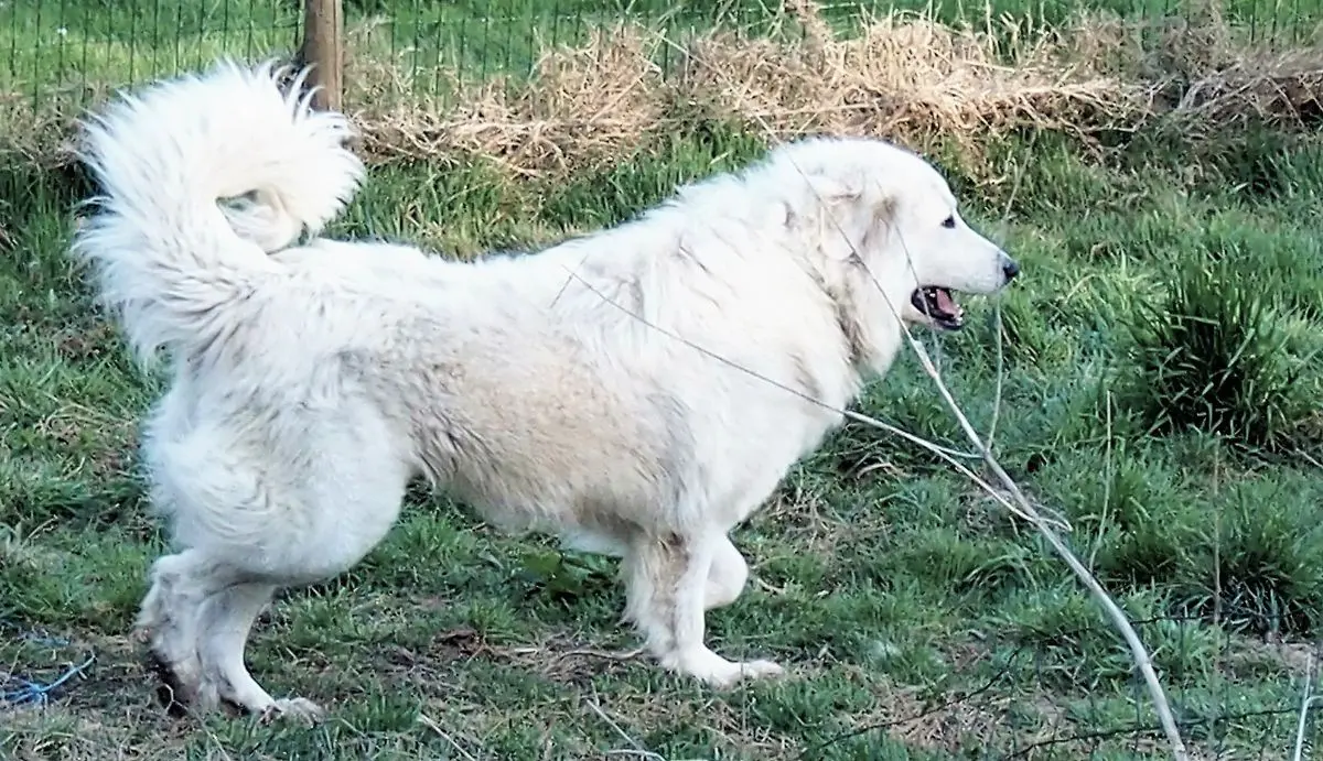 chienne lost   4400 Flémalle Ravenna